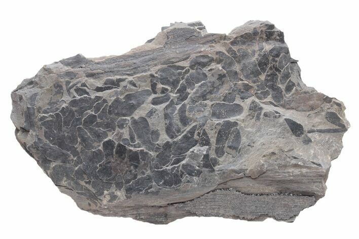 Pennsylvanian Fossil Fern and Horse Tail Plate - Kentucky #224651